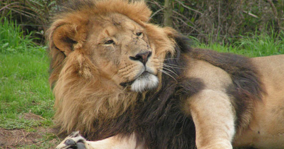 African Safari, Parc animalier Toulouse