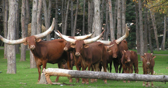 African Safari, Parc animalier Toulouse