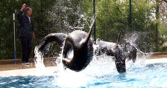 African Safari, Parc animalier Toulouse