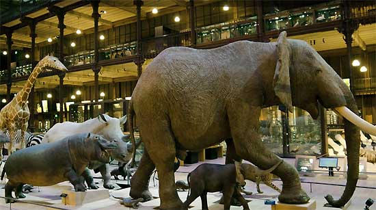 Sortie enfant Paris: Musum National d'Histoire Naturelle